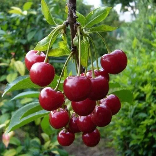 Вишня ВОЛОЧАЕВКА