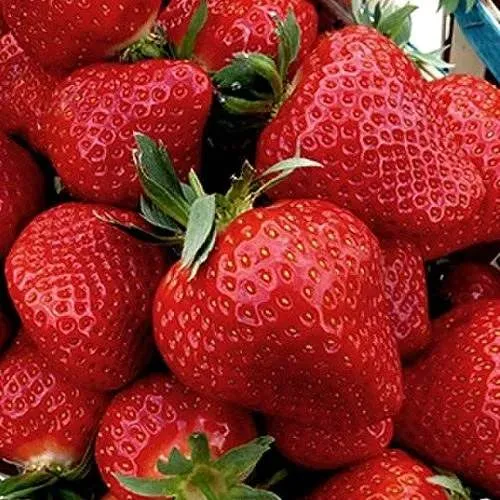 Клубника КЛЕРИ  Клубника КЛЕРИ в Курске