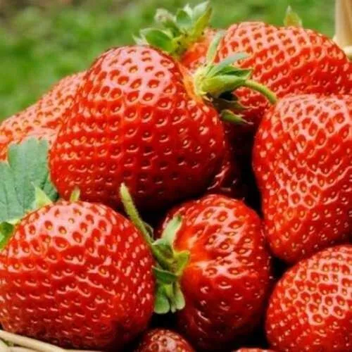 Клубника ФЛОРЕНС  Клубника ФЛОРЕНС в Курске