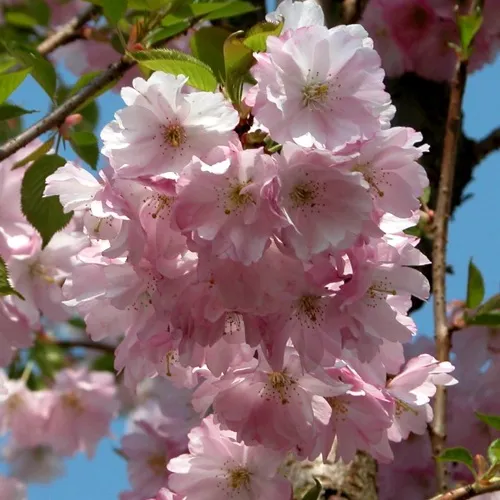 Вишня АККОЛЕЙД цветущая в Курске