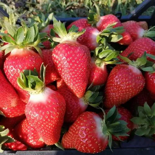 Клубника ЛЮЧИЯ  Клубника ЛЮЧИЯ в Курске