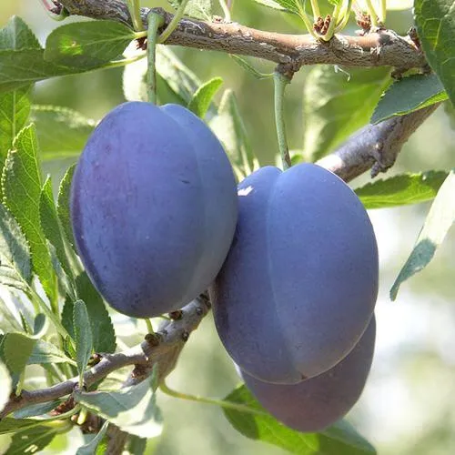 Слива СТЭНЛИ в Курске