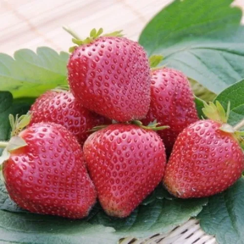 Клубника ВИМА КСИМА  Клубника ВИМА КСИМА в Курске