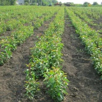 Подвой груши ДИКАЯ ГРУША  Подвой груши ДИКАЯ ГРУША в Курске