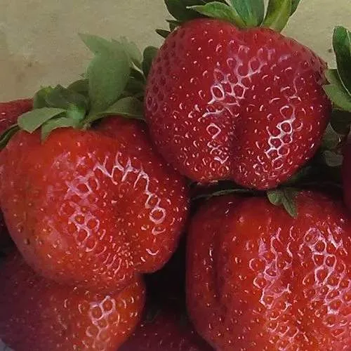 Клубника ДЕСТЕНИ  Клубника ДЕСТЕНИ в Курске