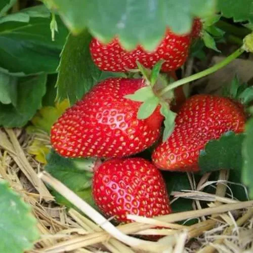 Клубника МОНТЕРЕЙ ремонтантная  Клубника МОНТЕРЕЙ ремонтантная в Курске