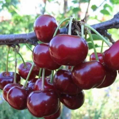 Вишня НОРД СТАР в Курске