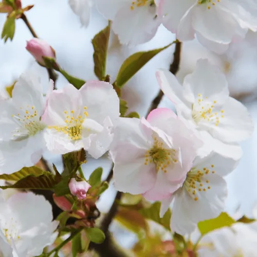 Вишня ОКАМЕ в Курске