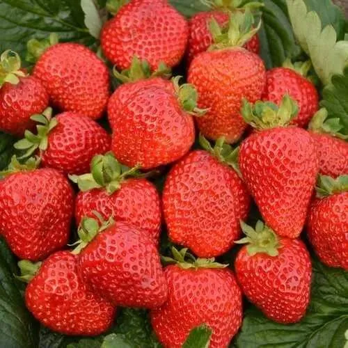 Клубника САН АНДРЕАС ремонтантная  Клубника САН АНДРЕАС ремонтантная в Курске