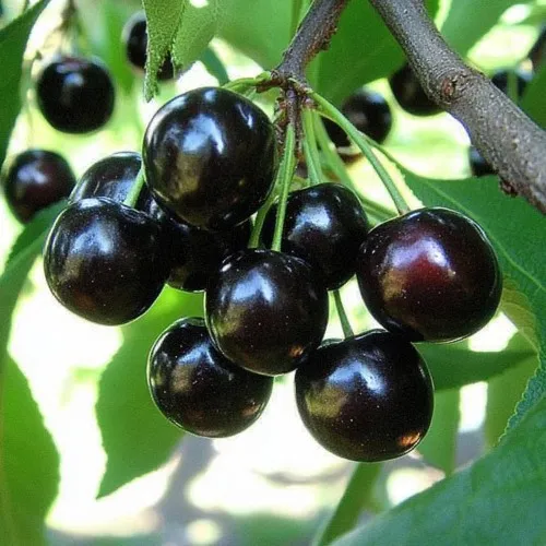 Вишня РОССОШАНСКАЯ ЧЕРНАЯ в Курске