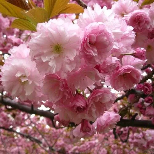 Вишня САКУРА