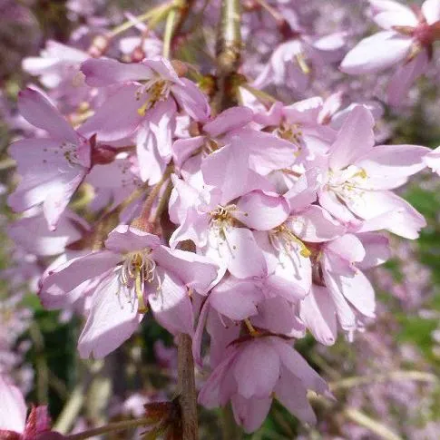 Сакура ПЕНДУЛА РУБРА в Курске