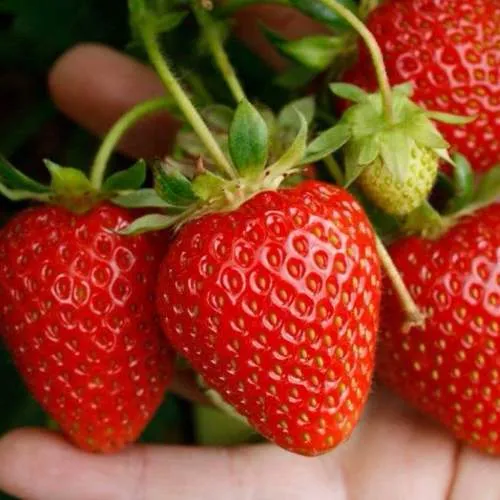 Клубника ПОРТОЛА ремонтантная  Клубника ПОРТОЛА ремонтантная в Курске