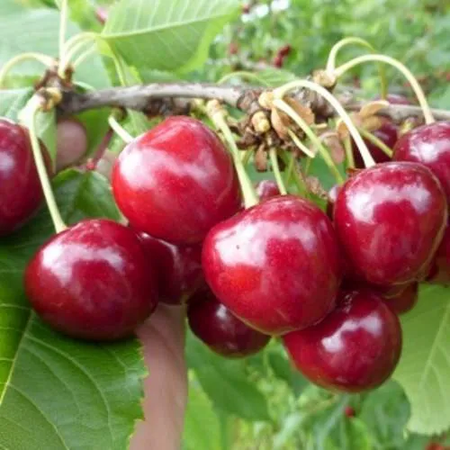 Вишня КОЛОННОВИДНАЯ в Курске