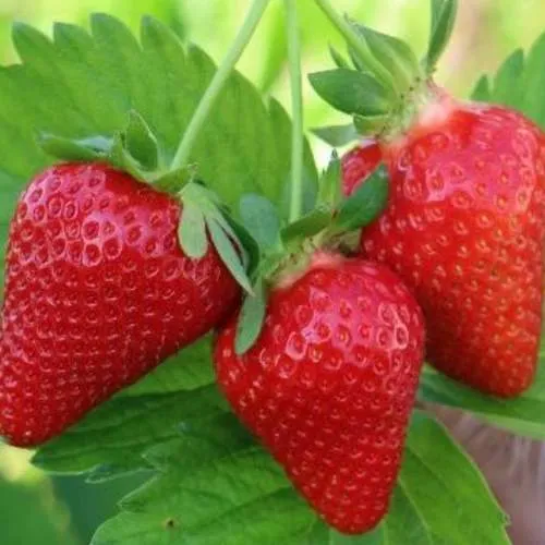 Клубника КЛОДИЯ  Клубника КЛОДИЯ в Курске