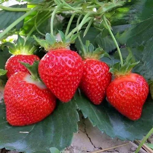 Клубника ТЕА  Клубника ТЕА в Курске