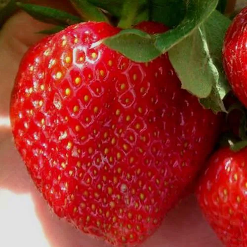 Клубника МАГНУС  Клубника МАГНУС в Курске