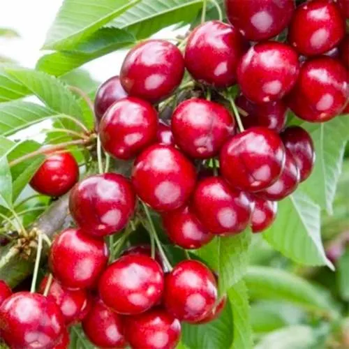 Вишня МАЛЮТКА колонновидная в Курске