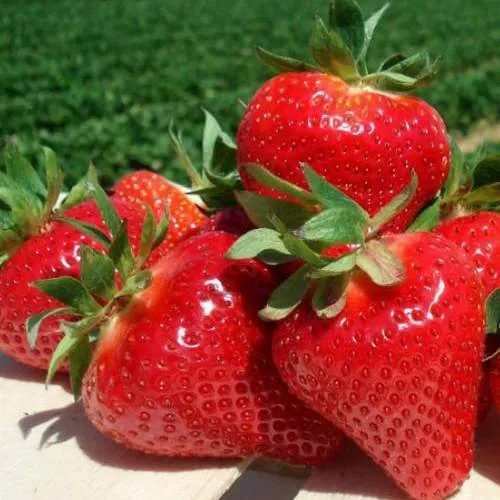 Клубника ДЖОЛИ  Клубника ДЖОЛИ в Курске