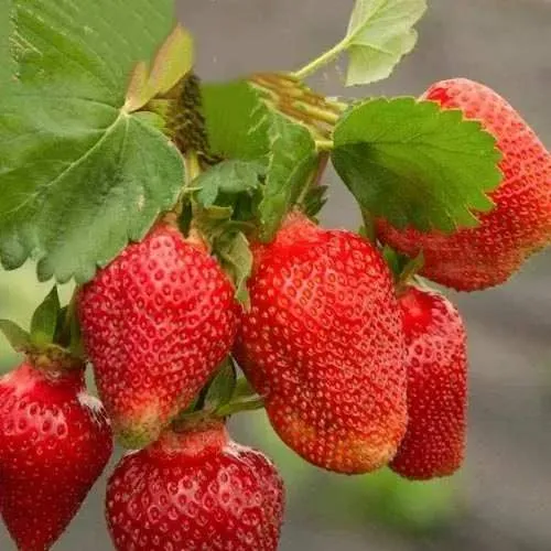 Клубника АЗИЯ  Клубника АЗИЯ в Курске