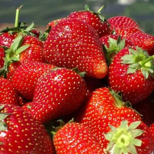 Клубника ПИРЧИНКЬЮ  Клубника ПИРЧИНКЬЮ в Курске