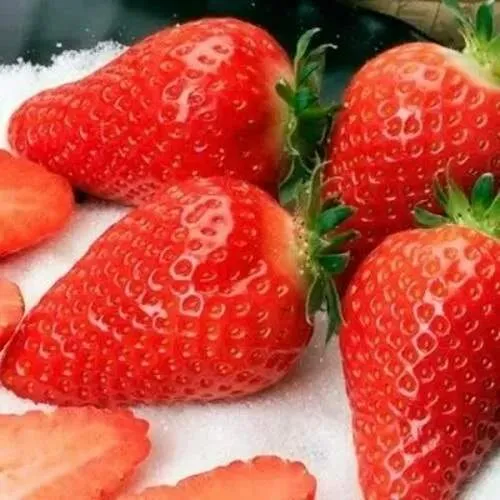 Клубника АЛЬБА  Клубника АЛЬБА в Курске