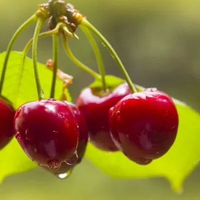 Черешня СИНЯВСКАЯ  Черешня СИНЯВСКАЯ в Курске