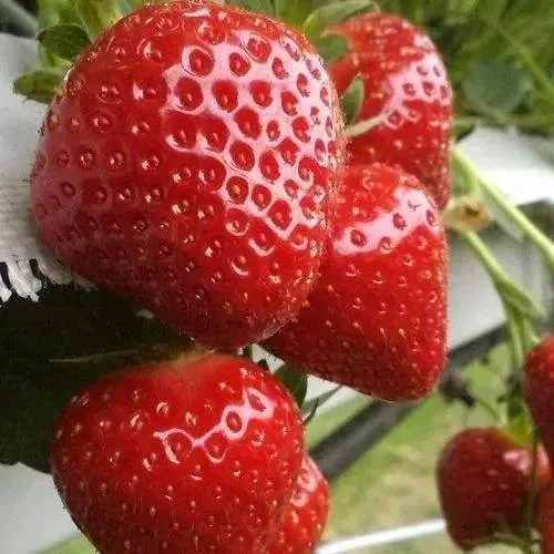 Клубника АРГЕНТЕРА  Клубника АРГЕНТЕРА в Курске