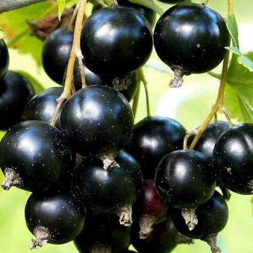 Смородина чёрная СОКРОВИЩЕ в Курске