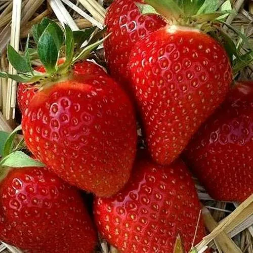 Клубника СИБИЛЛА  Клубника СИБИЛЛА в Курске