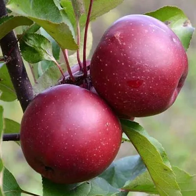 Красномясая  Красномясая в Курске