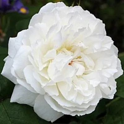 Саженцы роз ВИНЧЕСТЕР КАФЕДРАЛ английская  Саженцы роз ВИНЧЕСТЕР КАФЕДРАЛ английская в Курске