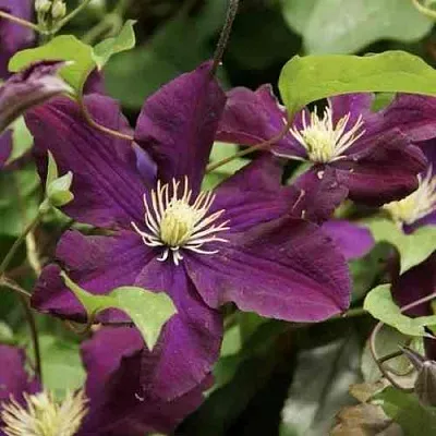 Клематис ГЕРОИ ВАРШАВЫ  Клематис ГЕРОИ ВАРШАВЫ в Курске