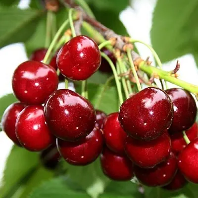 Черешня МИНЧАНКА  Черешня МИНЧАНКА в Курске