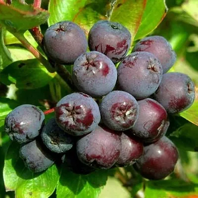 Рябина ЛИКЁРНАЯ сладкоплодная в Курске