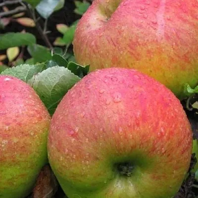 Яблоня ЯБЛОЧНЫЙ СПАС  Яблоня ЯБЛОЧНЫЙ СПАС в Курске