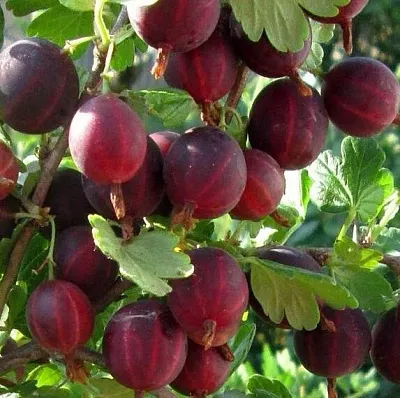 Крыжовник ХИННОМАКИ РОТ  Крыжовник ХИННОМАКИ РОТ в Курске