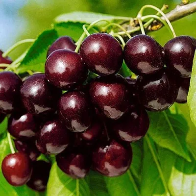 Черешня ВИТЯЗЬ  Черешня ВИТЯЗЬ в Курске