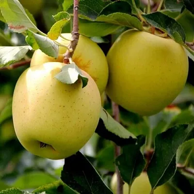 Яблоня ГОЛДЕН ВЛАДИМИРСКИЙ  Яблоня ГОЛДЕН ВЛАДИМИРСКИЙ в Курске