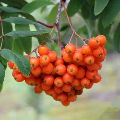 Рябина ВЕФЕД сладкоплодная в Курске