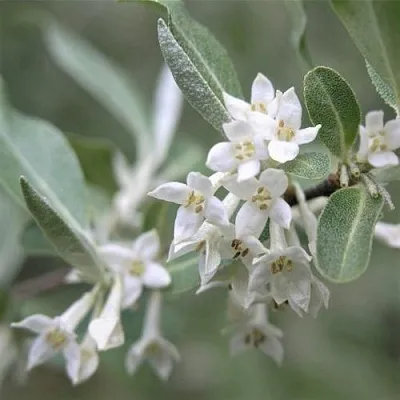 ЛОХ СЕРЕБРИСТЫЙ  ЛОХ СЕРЕБРИСТЫЙ в Курске