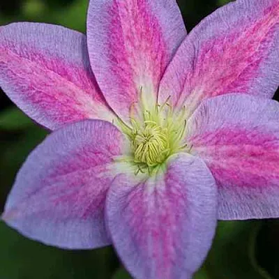 Клематис ЧЕЙНДЖ ОФ ХАРТ  Клематис ЧЕЙНДЖ ОФ ХАРТ в Курске