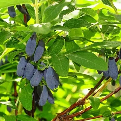 Жимолость съедобная ЛЕБЁДУШКА в Курске