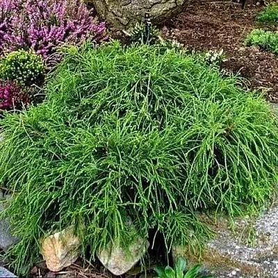 Кипарисовик ФИЛИФЕРА НАНА горохоплодный  Кипарисовик ФИЛИФЕРА НАНА горохоплодный в Курске