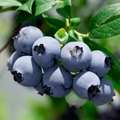 Голубика СИЕРРА в Курске