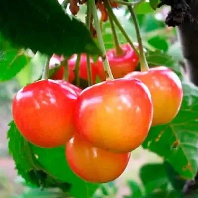 Черешня ДОНЧАНКА  Черешня ДОНЧАНКА в Курске