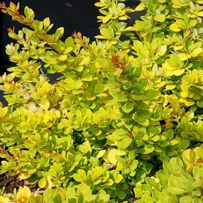 Барбарис СЕНСЕЙШЕН тунберга  Барбарис СЕНСЕЙШЕН тунберга в Курске