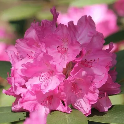 Рододендрон ЛУМИНА  Рододендрон ЛУМИНА в Курске