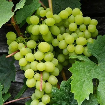 Виноград АЛЕШЕНЬКИН  Виноград АЛЕШЕНЬКИН в Курске