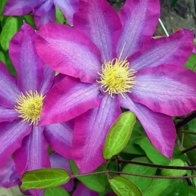 Клематис КАКИО  Клематис КАКИО в Курске